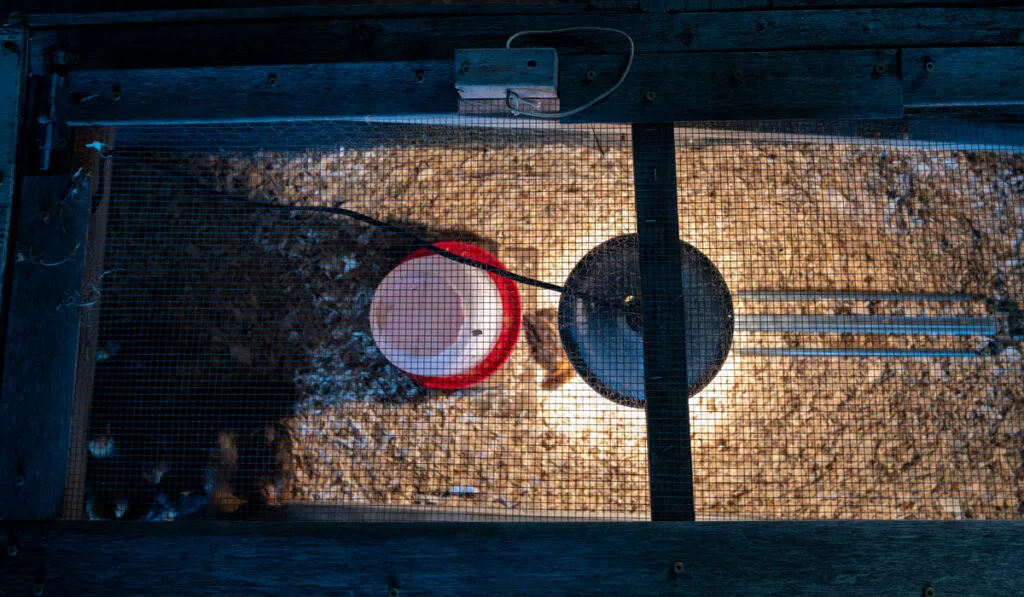 chicks brooder box top view