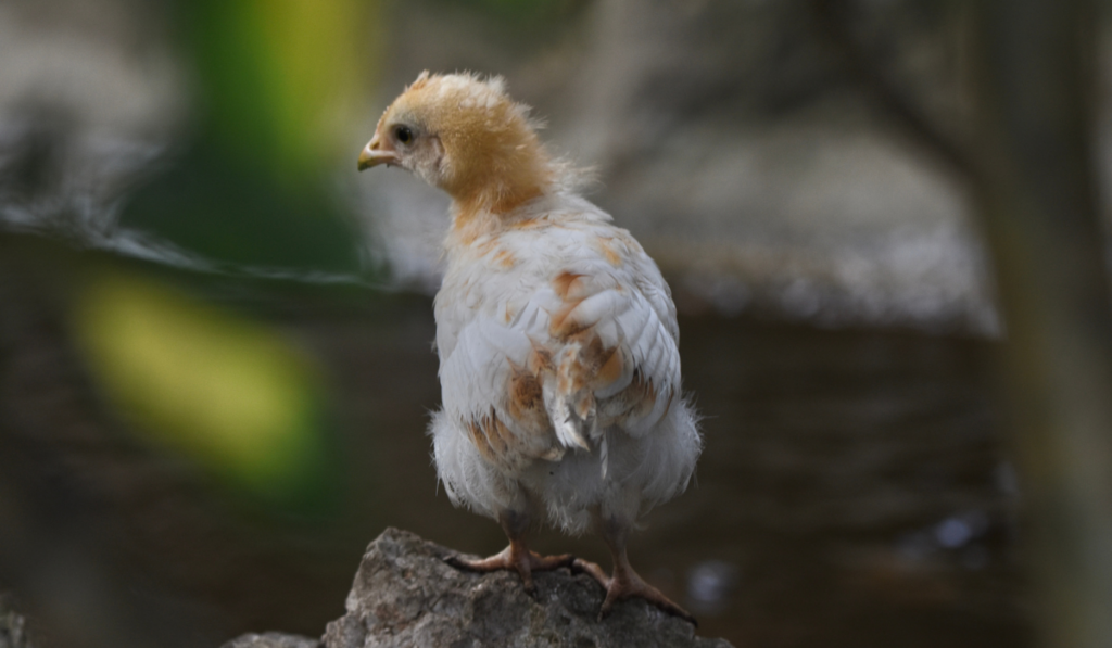 chick stands on stone