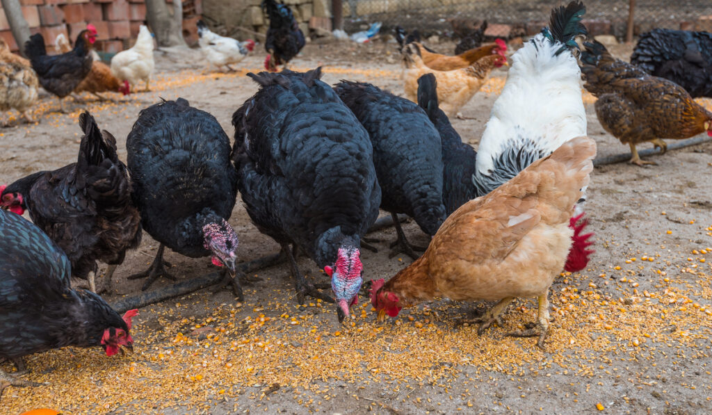 chicken and turkeys feeding grains on the ground