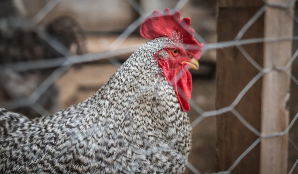 chicken behind a chicken wire fence