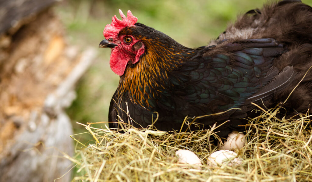 chicken hatching egg