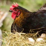 Will a Chicken Hatch a Goose Egg?