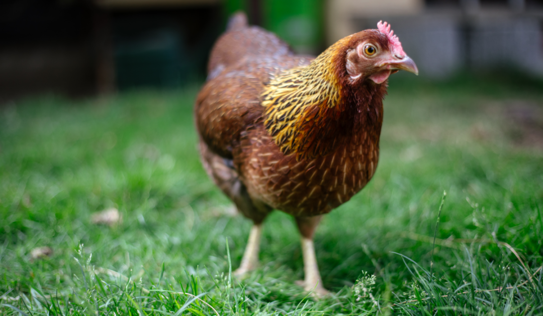 9 Best Chicken Breeds For Hot Climates Farmhouse Guide