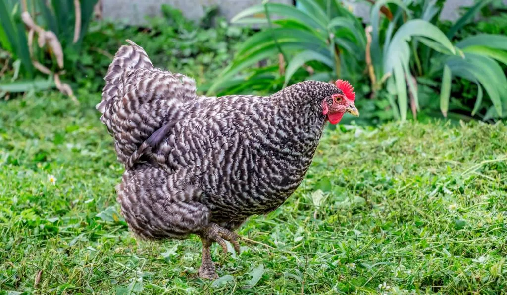 chicken plymutrok in the garden among the green vegetation