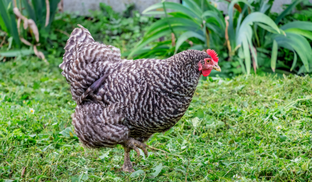 9 Best Chickens For Cold Climates - Farmhouse Guide