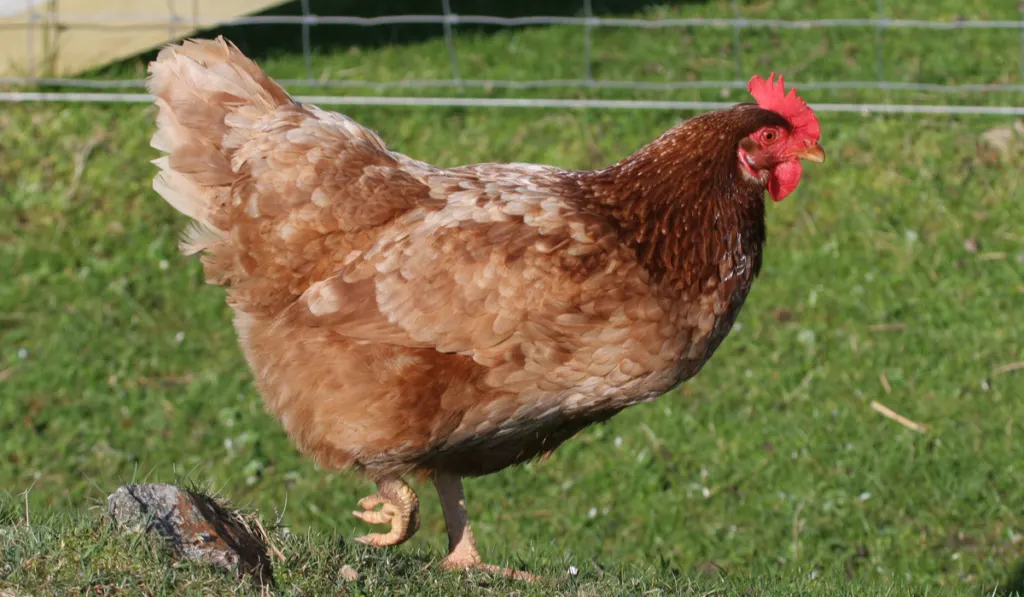 chicken walking in the field