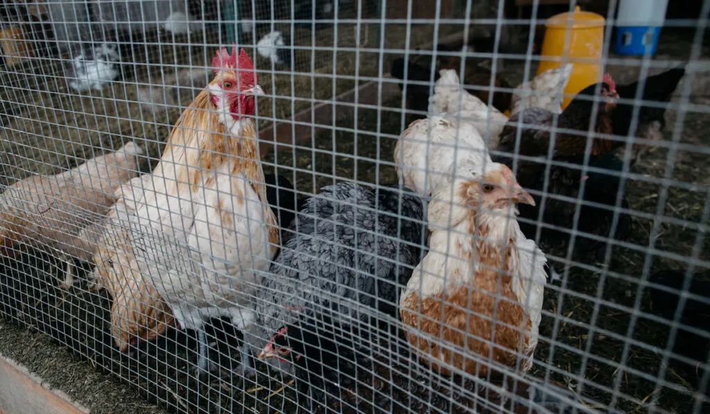 Chickens behind chicken wire fence 