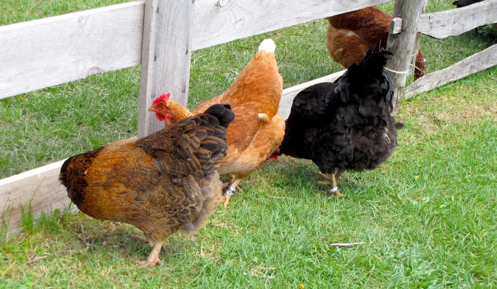 chickens finding foos behind wooden fence 