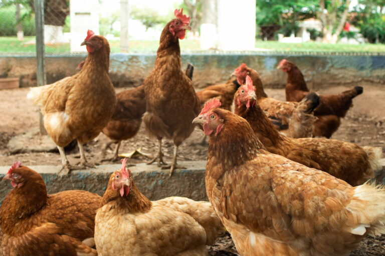 How Much Do Chickens Cost? Farmhouse Guide