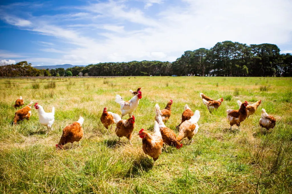 chickens in a field 