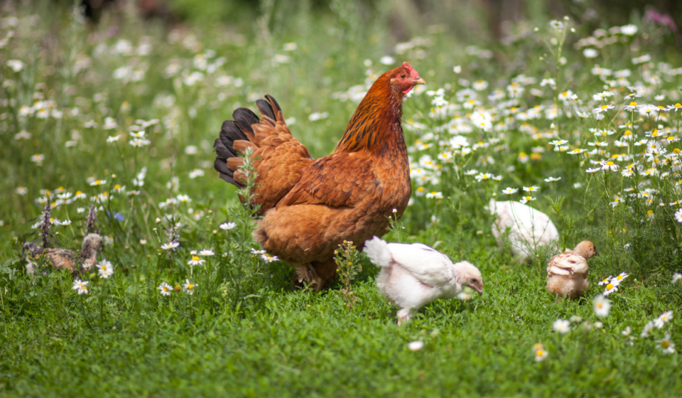 what-temperature-is-too-cold-for-chickens-farmhouse-guide