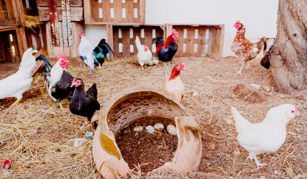  chickens on the floor of a chicken coop