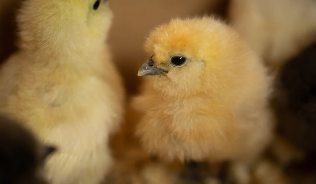 chicks in a blurry background
