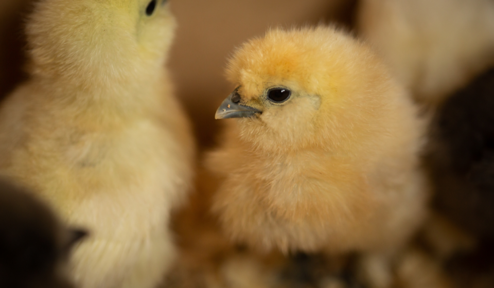 11 Reasons Your Baby Chick May Be Sick (with Symptoms) Farmhouse Guide