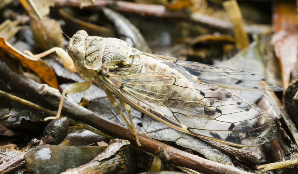 cicada insect 