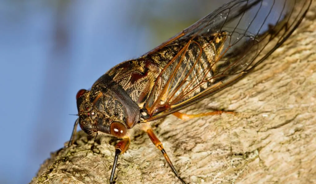 cicada on a tree