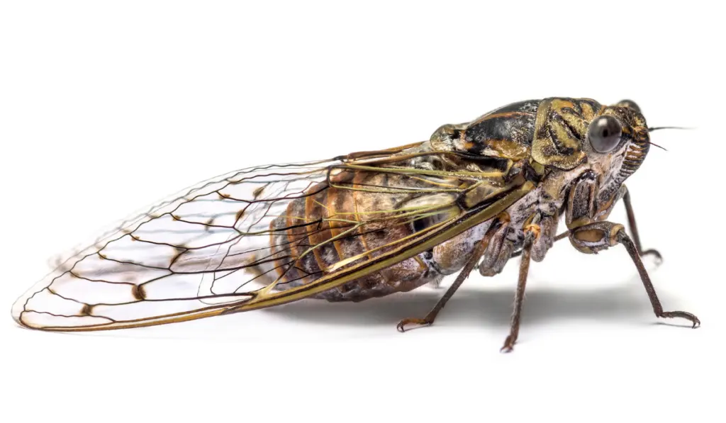 cicada on a white background