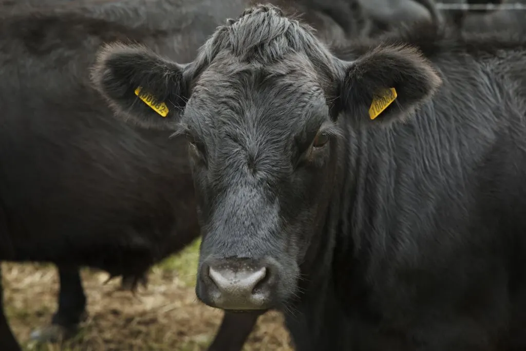 close up of dexter cattle looking at camera 