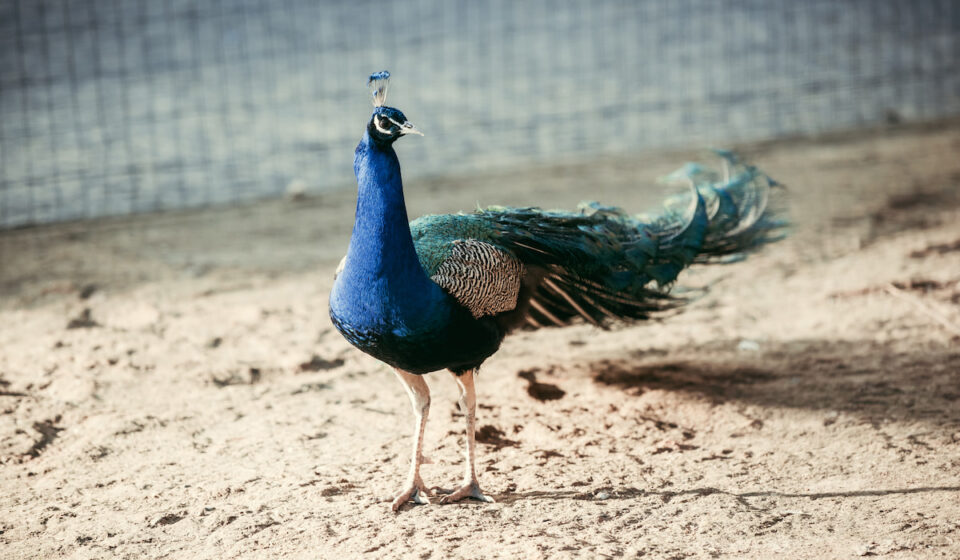 How Much Does A Peacock Cost (and Where to Get Them) Farmhouse Guide