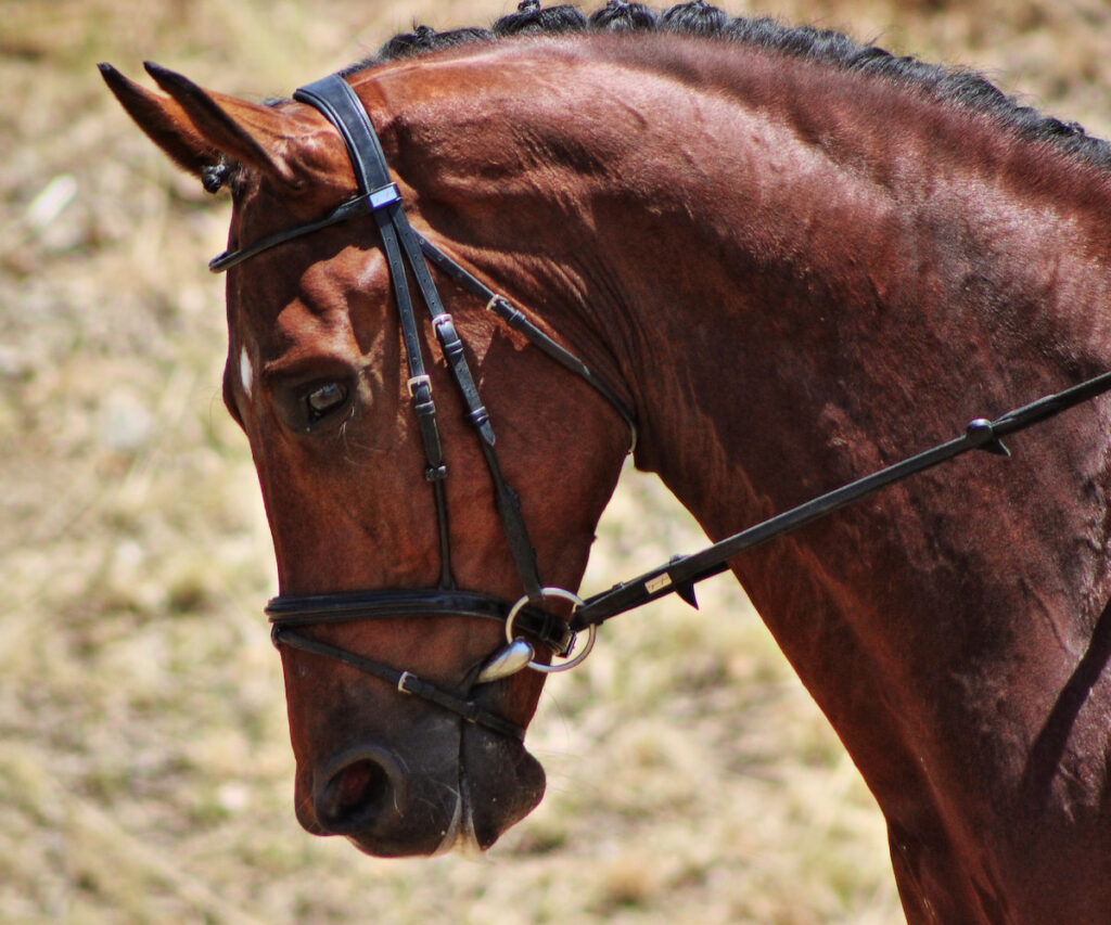 closeup of Dutch Warmblood dressage horse at a competition