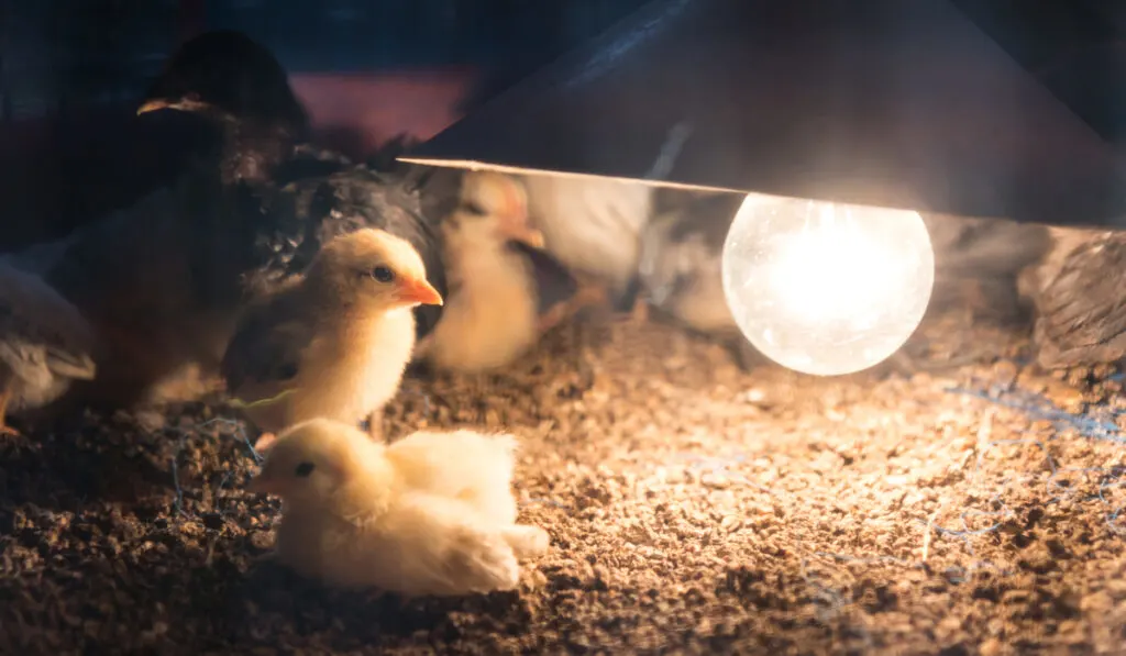 closeup of chicks looking at heat lamp brooder box