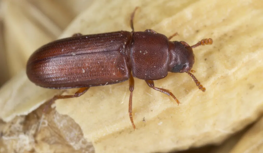 closeup of red flour beetle Tribolium castaneum 
