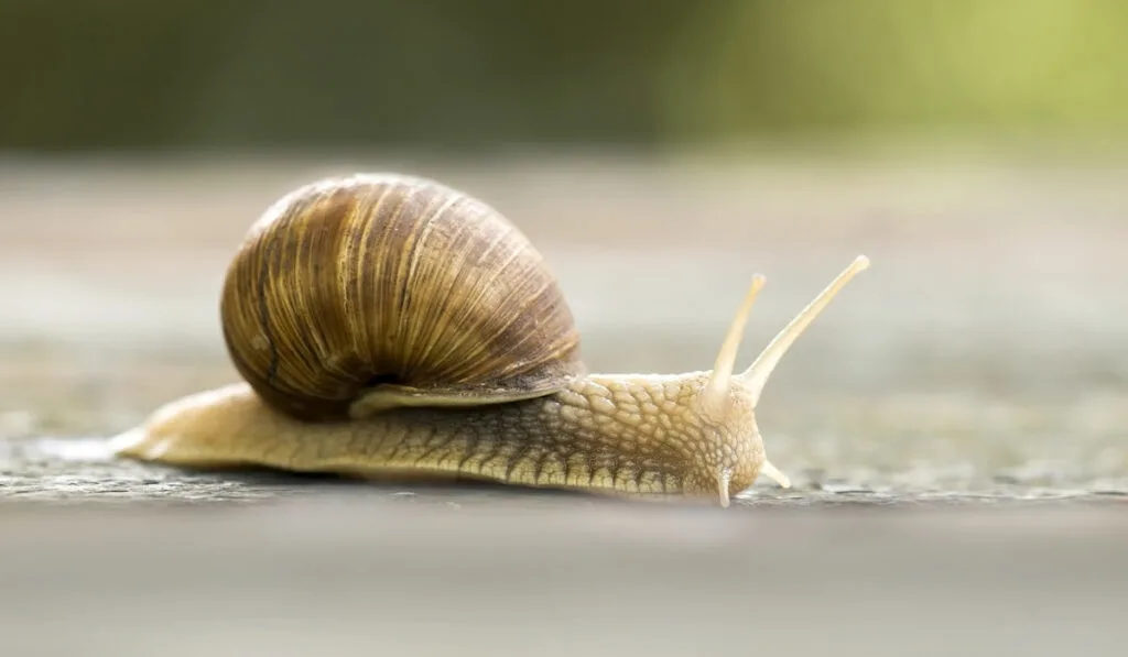 closeup of snail crawling on the ground 