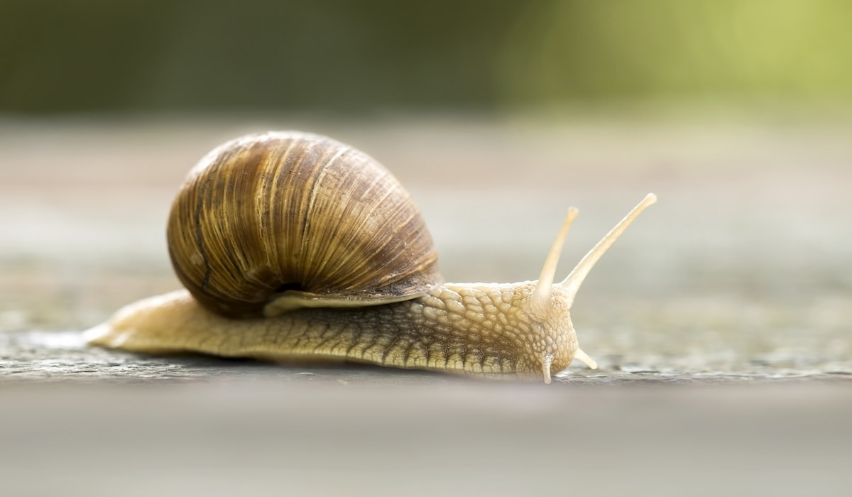 Do Chickens Eat Slugs and Snails? Farmhouse Guide