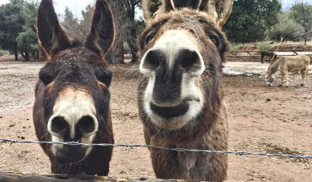 closeup of two donkeys at the ranch with other donkey on background 