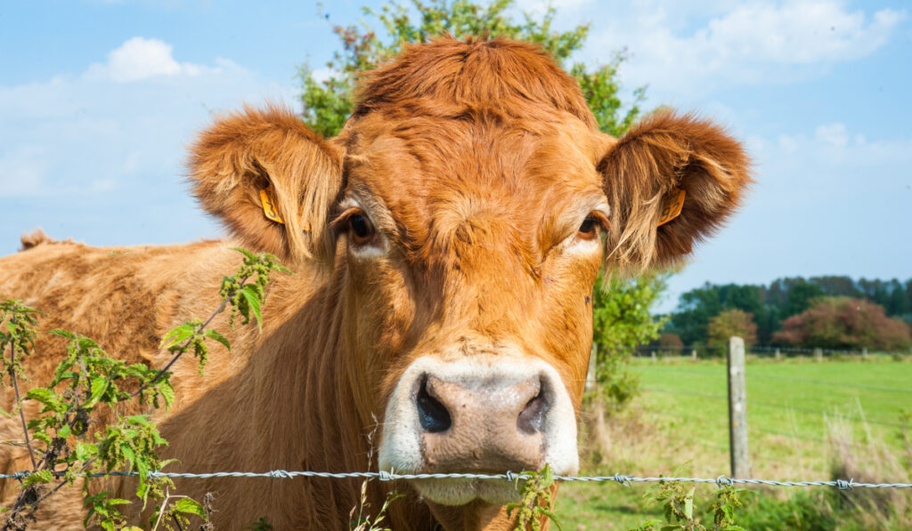 closeup photo of Belgian Red Cattle in the farm