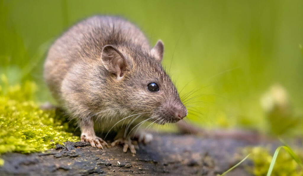 closeup photo of Brown rat in grass