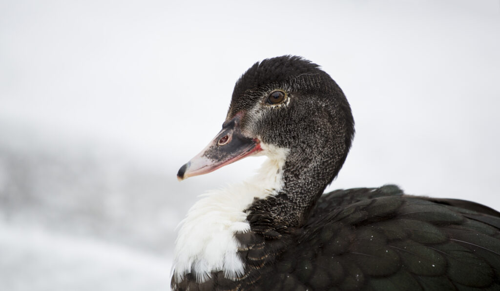 close up of swedish blue duck in the winter