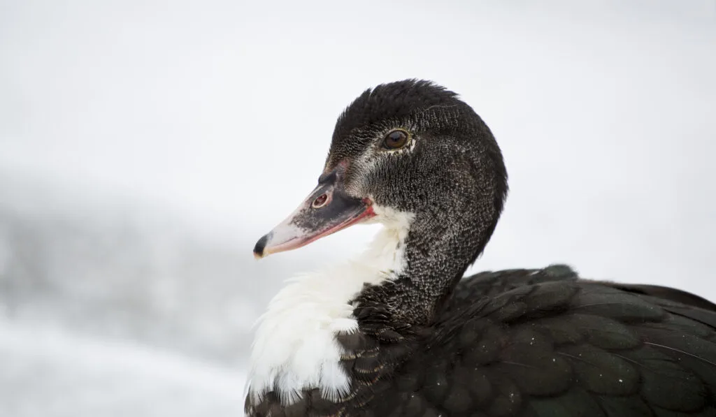 closeup photo of Swedish Blue Duck on white background 