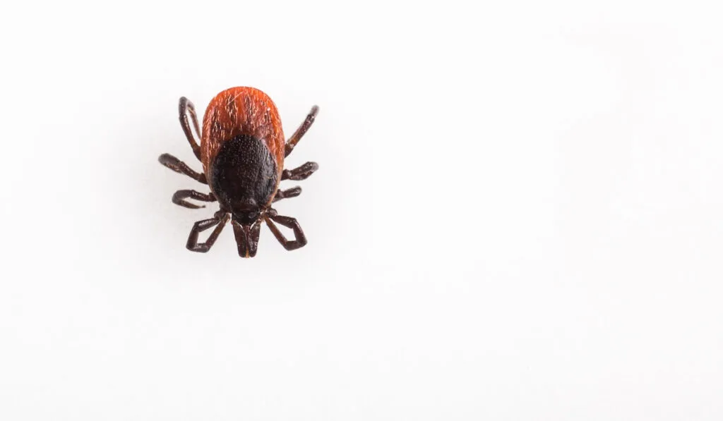 closeup photo of a tick on white background