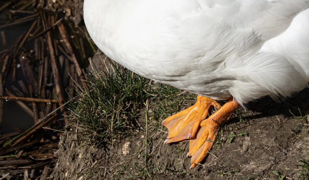 closeup photo of duck feet