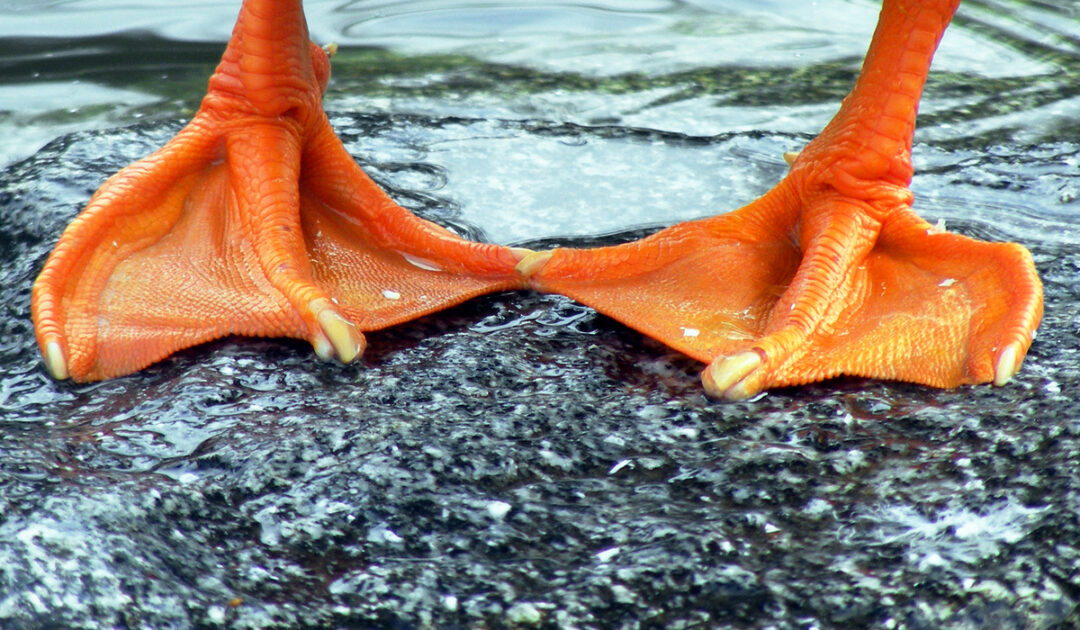 7 Reasons Your Duck Is Limping (and how to help) Farmhouse Guide