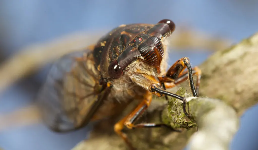 closeup photo of face of cicada