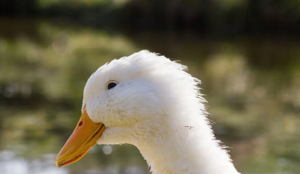 closeup photo of german peking duck