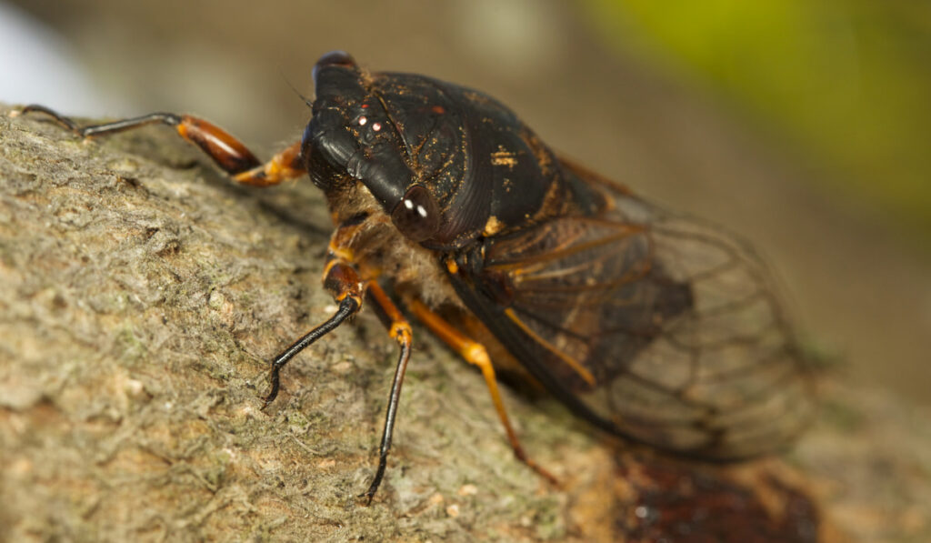 closeup photo of live cicada