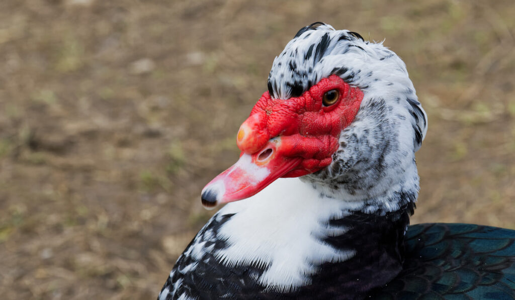 closeup photo of muscovy duck
