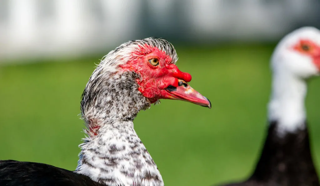 closeup photo of muscovy ducks 