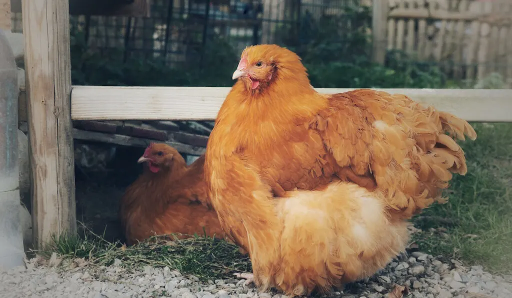 yellow chickens breeds