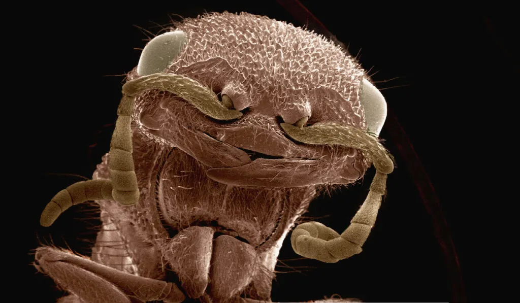 colored sem head of velvet ant