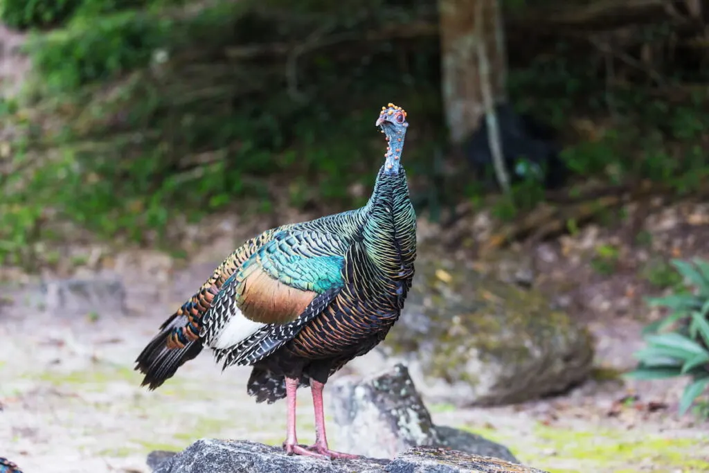 colorful turkey in guatemala