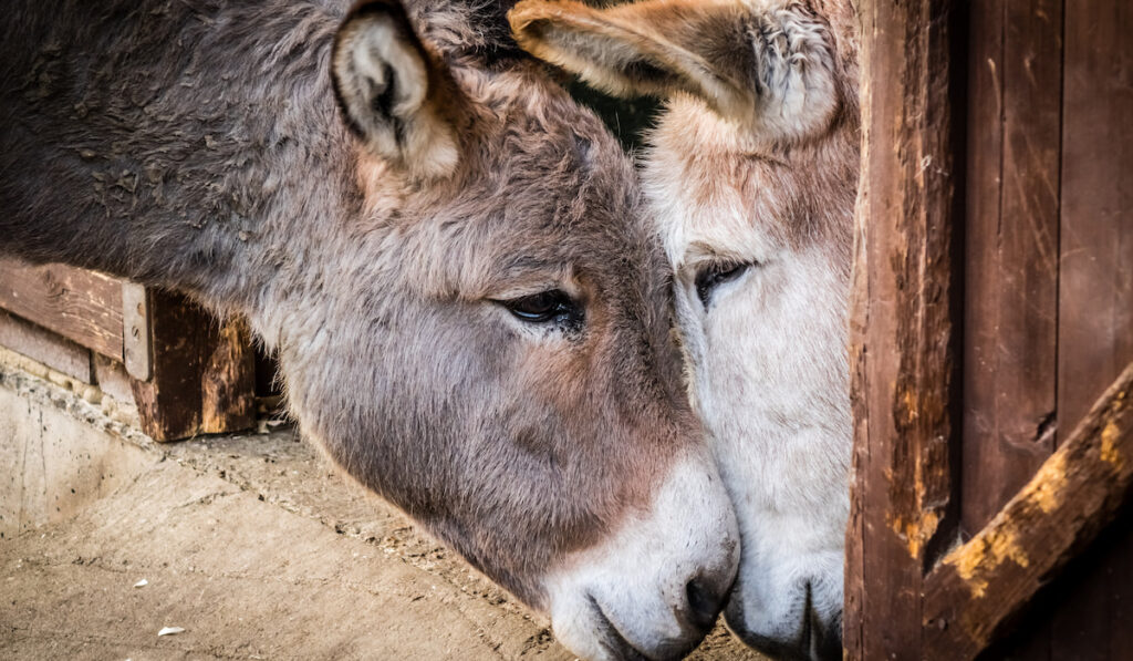 couple donkey face together 