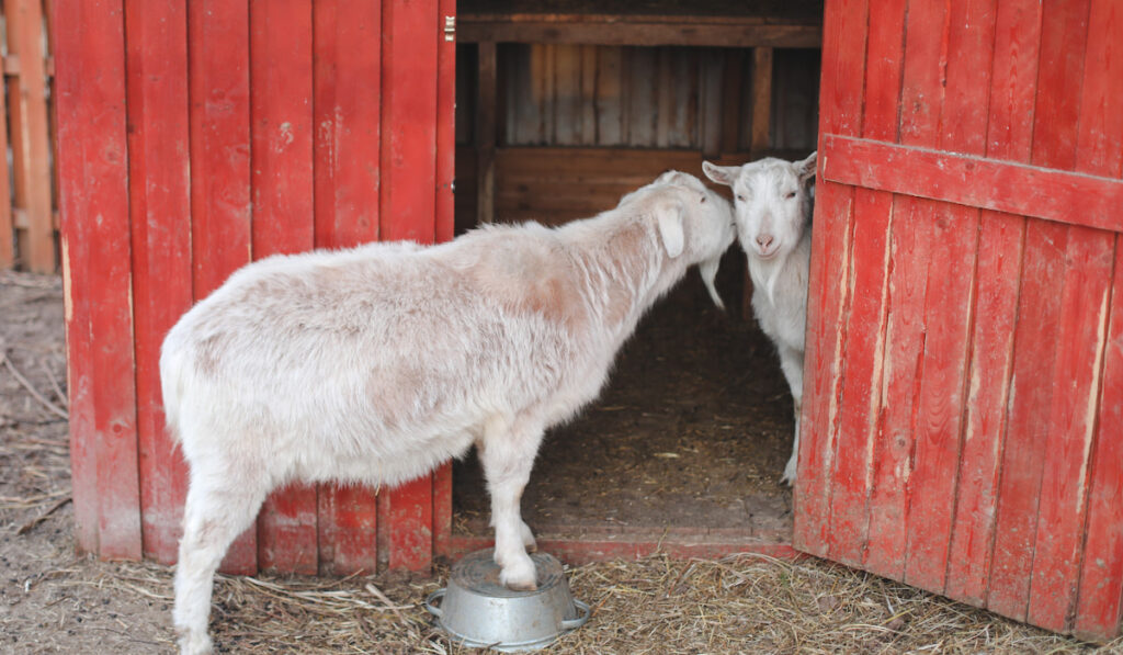 couple goats on a farm red house 