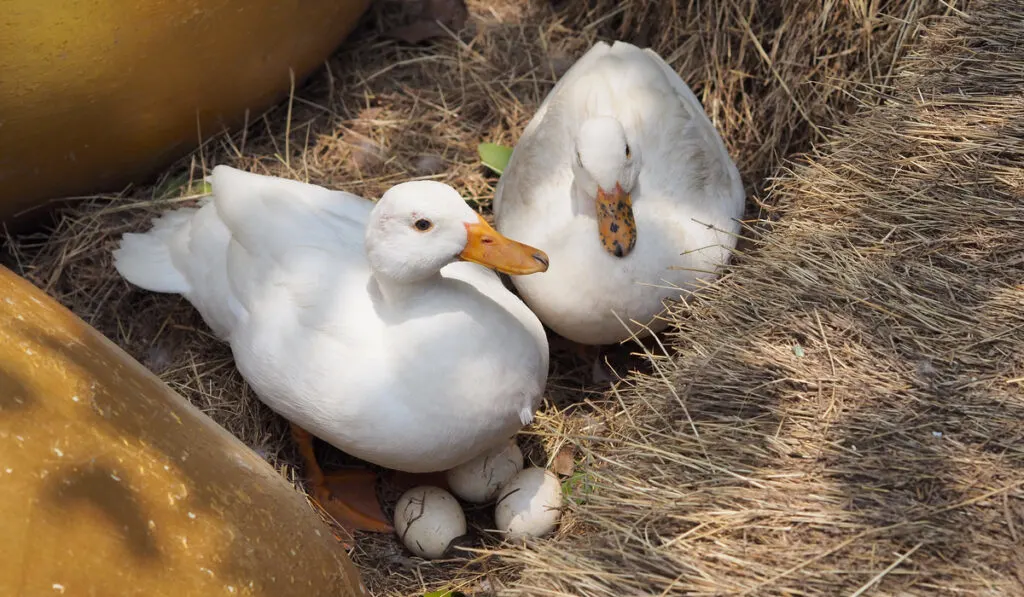 couple white ducks protecting the eggs 