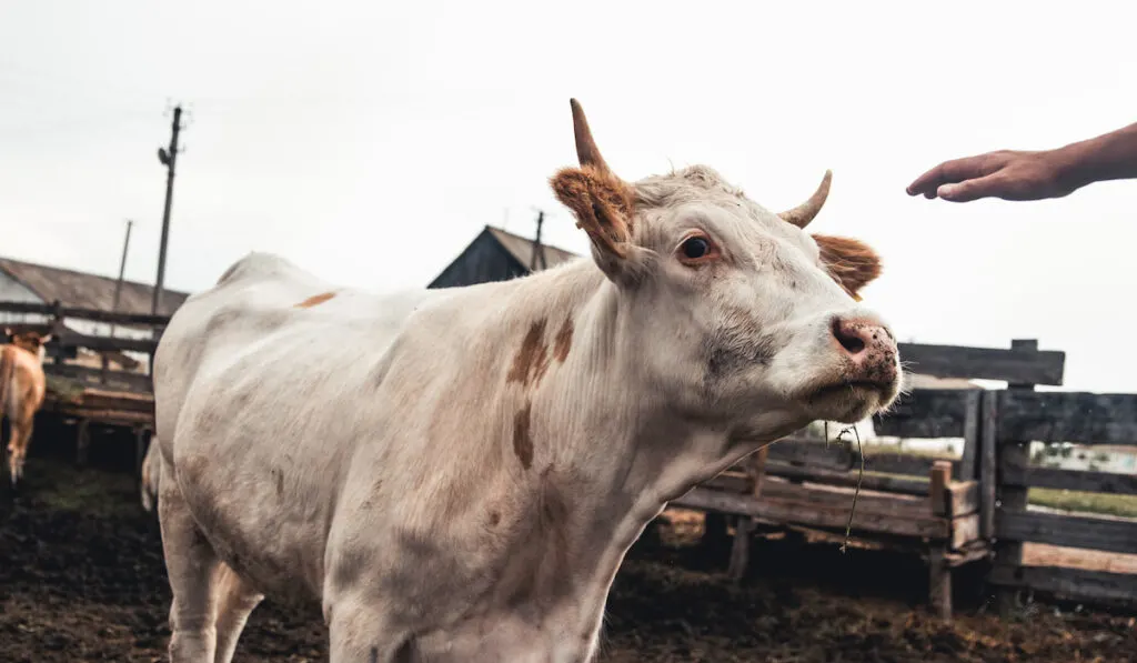 cow inside the fence on the farm