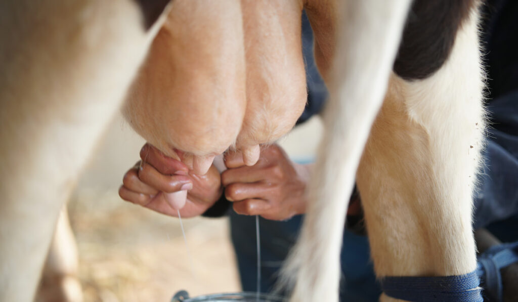 cow teat being milked in dairy farm