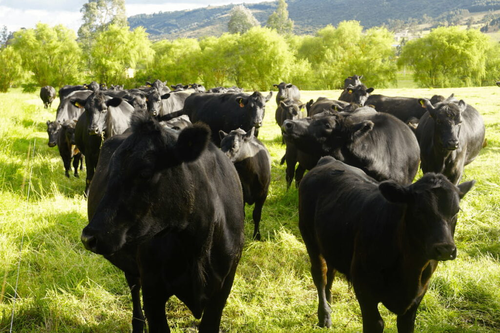 cows angus on the grassland